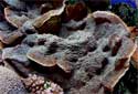 Click for more info on Elephant Skin Coral