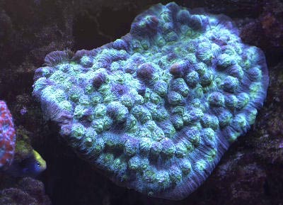 Green Eyed Cup Coral Mycedium sp., also known as Elephant Nose Coral, Chinese Lettuce Coral, Peacock Coral, and Plate Coral