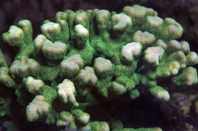 Green Stony Pillar Coral, Psammocora contigua, also known as Branched Sandpaper Coral, Dark Green Contigua, and Pillar Coral