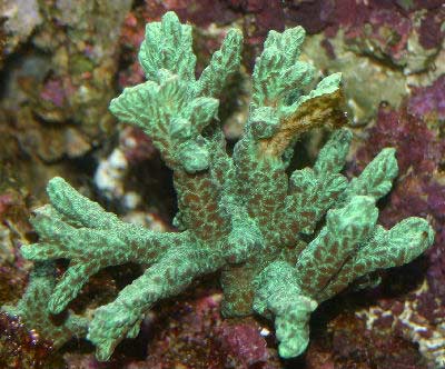 Horn Coral Hydnophora rigida, also known as Thorny Coral, Knob Coral, Velvet Horn Coral and Green Horn Coral