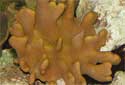 Click for more info on Jeweled Finger Coral