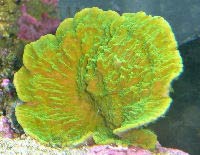 Green Whorl Bowl Coral - Montipora capricornus