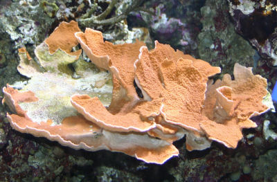 Montipora capricornis, Montipora Plate Coral, Vase Coral or Whorl Bowl Coral