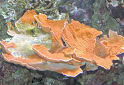 Click for more info on Montipora Plate Coral