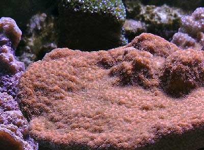 Plating Montipora Coral Montipora peltiformis, also known as Scrolling Montipora, Rice Coral, Plate Montipora or Plated Coral