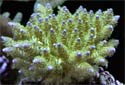 Click for more info on Purple Tipped Acropora