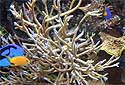 Animal-World info on Staghorn Coral
