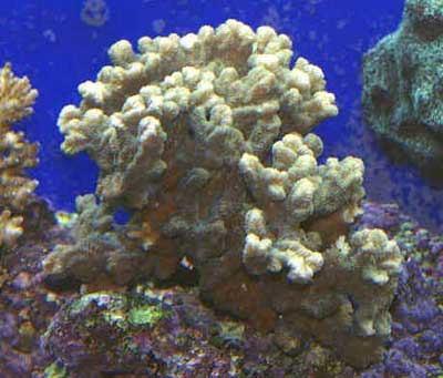 Merulina Coral, Merulina ampliata, also known as Ruffled Coral, Ridge Coral, Lettuce Coral, and Cabbage Coral