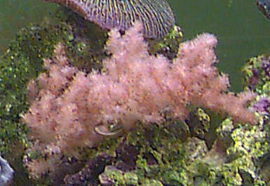 Carnation Coral Dendronephthya sp. also known as Strawberry Coral, Carnation Tree Coral, Colored Cauliflower Coral, Tree Coral, and Strawberry Soft Coral