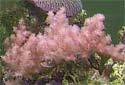 Click for more info on Carnation Coral