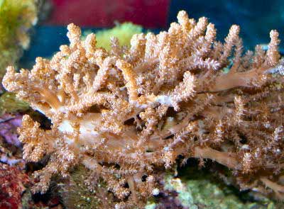 Kenya Tree Coral Capnella sp. also known as Cauliflower Soft Coral, Tree Soft Coral, Broccoli Soft Coral, Brown Cauliflower Coral, Tree Coral, and African Tree Coral