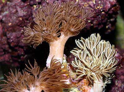 Pulse Coral Xenia sp. auch bekannt als Red Sea Xenia, Pulsing Xenia, Pom Pom Coral und Bouquet Encrusting Coral
