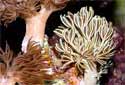 Animal-World info on Pulse Coral