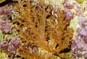 Animal-World info on Tree Coral