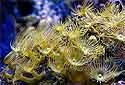 Click for more info on Colonial Yellow Polyps