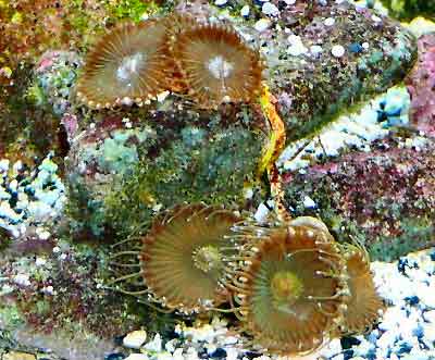 Picture of Giant Sun Polyp Protopalythoa grandis, also known as Sun Zoanthid, Giant palythoa, and Button Polyps