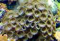 Click for more info on Moon Polyps