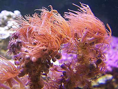 Picture of Stick Polyps, Acrozoanthus australiae also known as Encrusting Stick Anemone, Tree Anemone, and Tree Stick Polyps