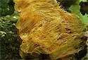 Click for more info on Yellow Polyps