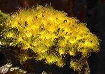 Picture of Yellow Polyps