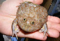 Click for more info on Budgett's Frog