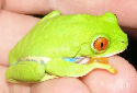 Animal-World info on Red Eyed Tree Frog