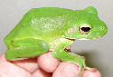 Click for more info on White-Lipped Tree Frog