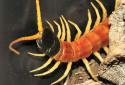 Animal-World info on Giant Desert Centipede