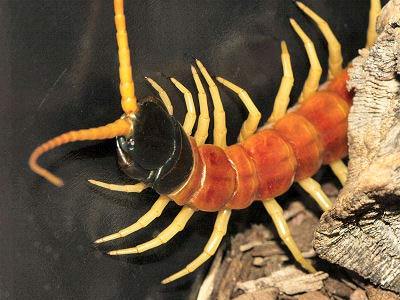 Giant Arizona Desert Centipede, centipede and millipede pet care