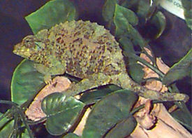 Picture of a male Jackson's Chameleon, Chameleo jacksonii 