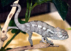 Panther Chameleon (Sambava), Furcifer pardalis