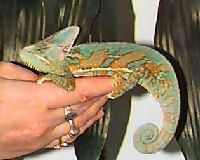 Picture of a male Veiled Chameleon