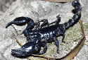 Animal-World info on Malaysian Forest Scorpion
