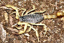 Animal-World info on Desert Hairy Scorpion