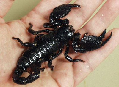 Flat Rock Scorpions, guides for all types of scorpion species