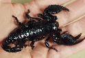 Animal-World info on Emperor Scorpion
