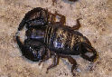 Animal-World info on Flat Rock Scorpion