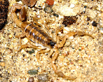 Striped Bark Scorpion, Centruroides vittatus, also called Striped Scorpion, Plains Scorpion, and Wood Scorpion
