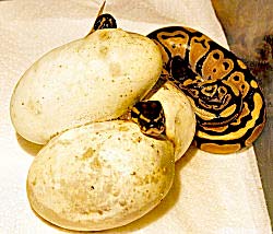 Baby Ball Python hatching from the egg