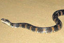 Click for more info on Banded Water Snake
