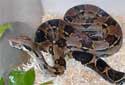 Click for more info on Colombian Boa Constrictor