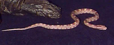 Picture of an Albino Corn Snake
