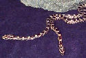 Animal-World info on Corn Snake