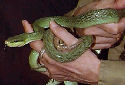 Click for more info on Red-tailed Green Rat Snake