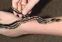Click for more info on Garter Snake