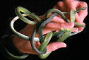 Click for more info on Rough Green Snake