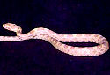 Click for more info on Snow Corn Snake