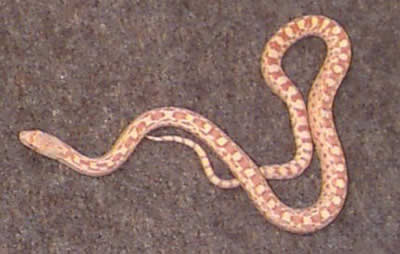Picture of a Sonoran Gopher Snake