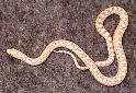 Click for more info on Sonoran Gopher Snake