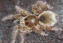 Animal-World info on Goliath Bird-eating Spider